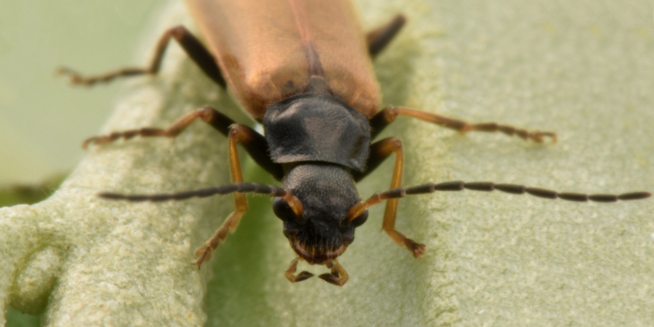 Cantharidae: Rhagonycha fuscitibia